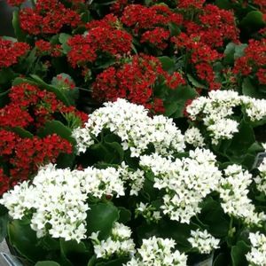 Meet your Posher, Karin